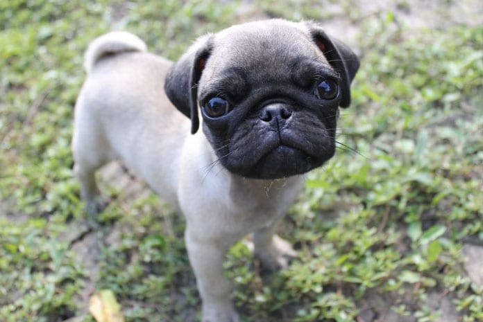 Cute pug puppy