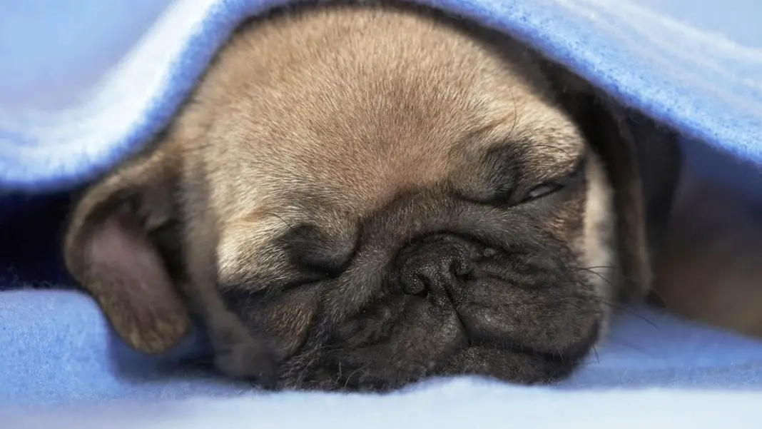 pugs-puppies-sleeping