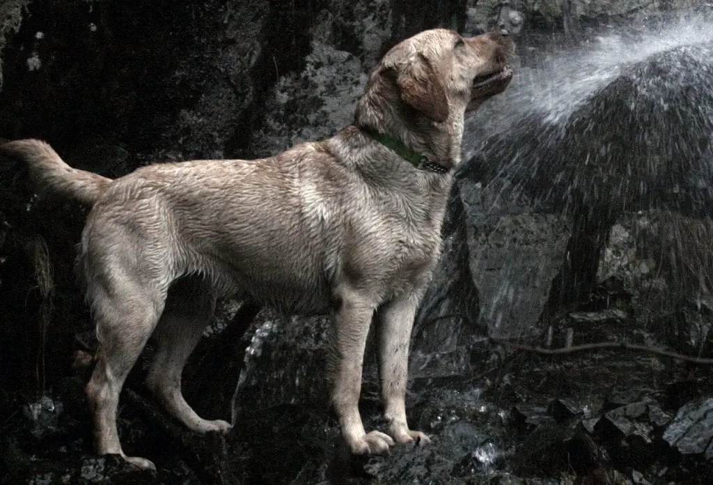 water labrador retriever
