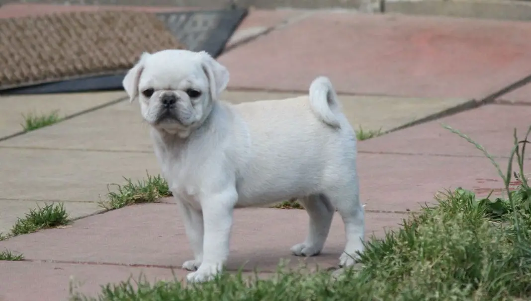 white pug puppy