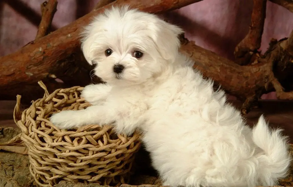 white puppy maltese dog