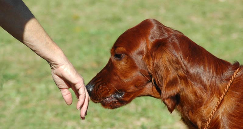 dog sniff-skin-cancer