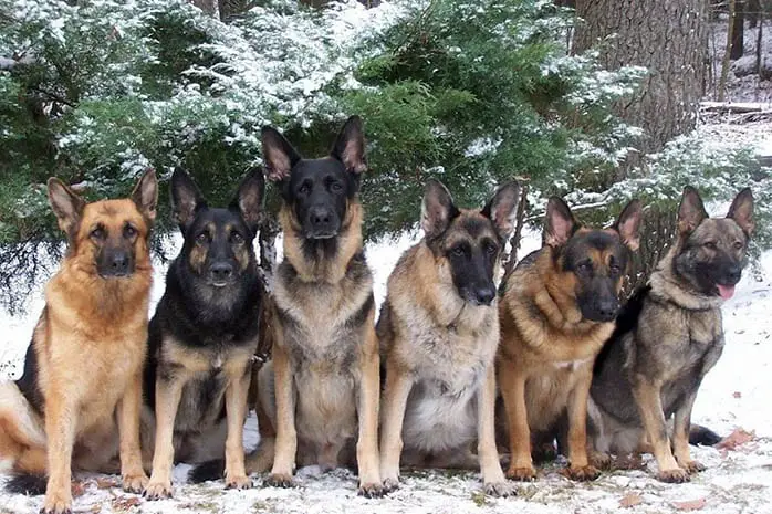 German Shepherd dogs