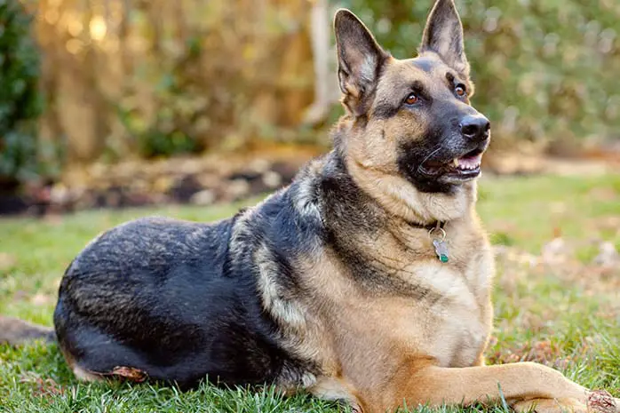 German Shepherd dogs Strongest Breeds
