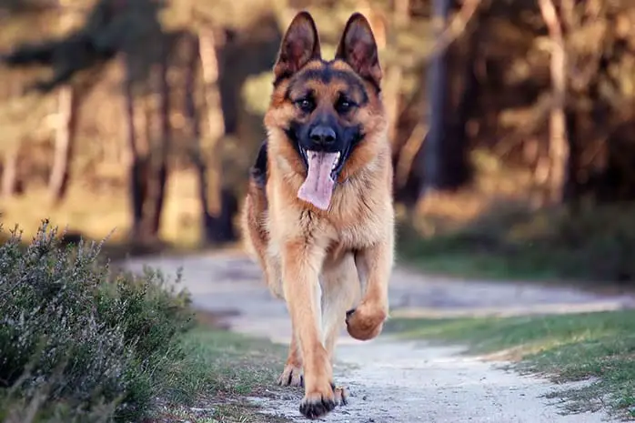 German Shepherd dog running