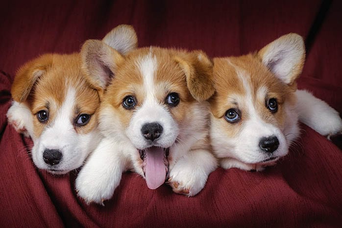 corgi-puppies-best-dog-breeds-for-senior-citizens