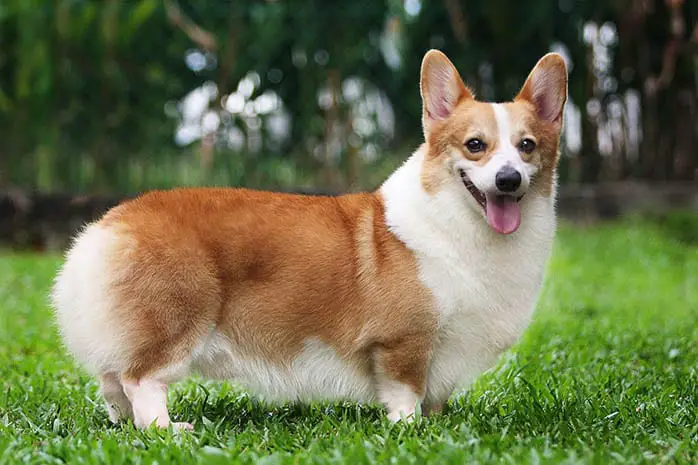 corgi-puppies