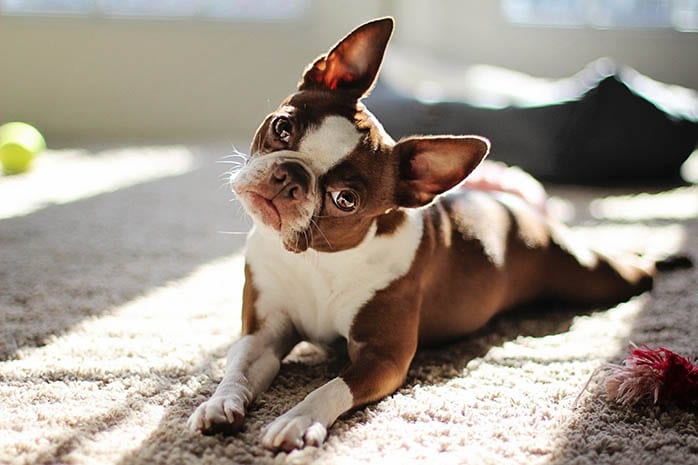 french bulldog puppies