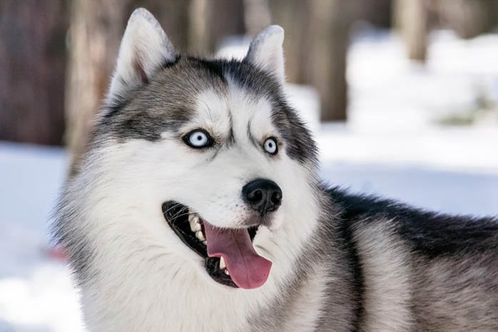 Amazing,Facts,About,Siberian,Husky