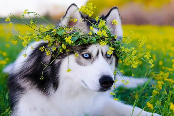 Amazing,Facts,About,Siberian,Husky