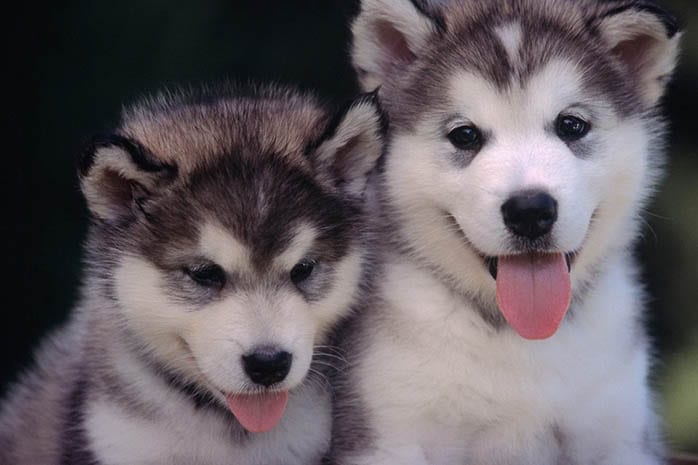 siberian husky puppies