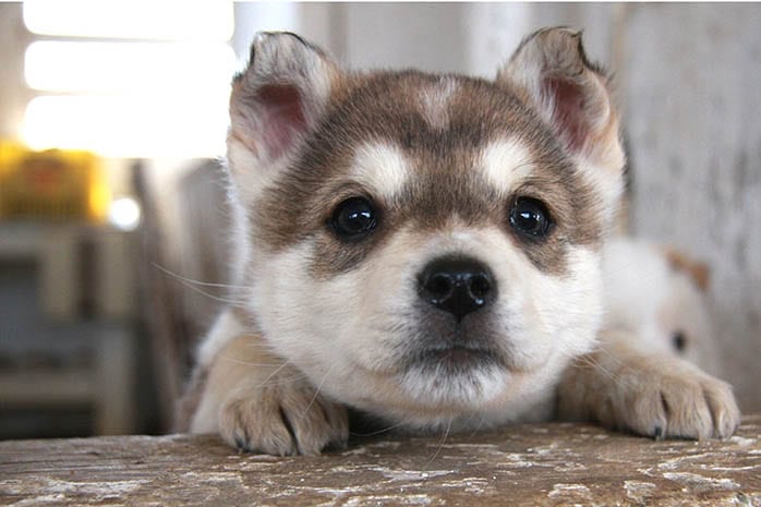 siberian husky puppy