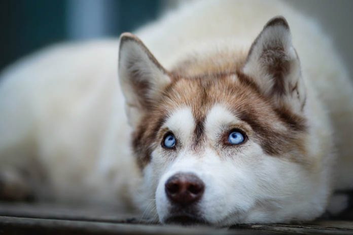 Top 10 Benefits Of Having A Siberian Husky Siberian