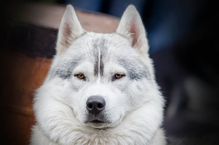Amazing,Facts,About,Siberian,Husky