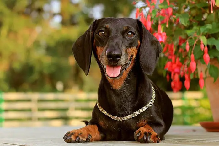 dachshund puppies