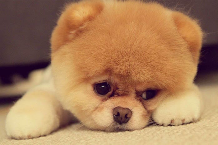 10 Amazing Things about Pomeranian Dogs 1