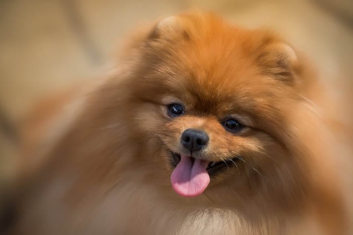 pomeranian dog