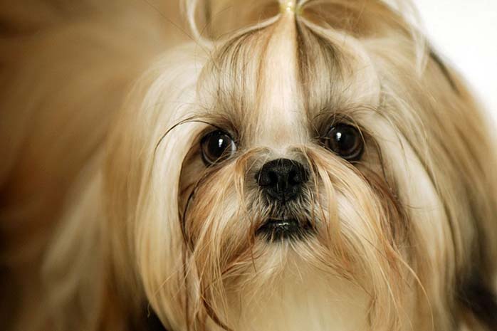 shih tzu hair puppy