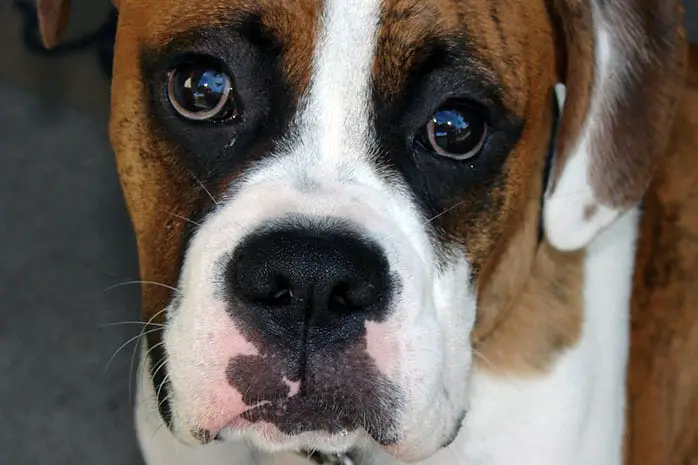 boxer dog eyes