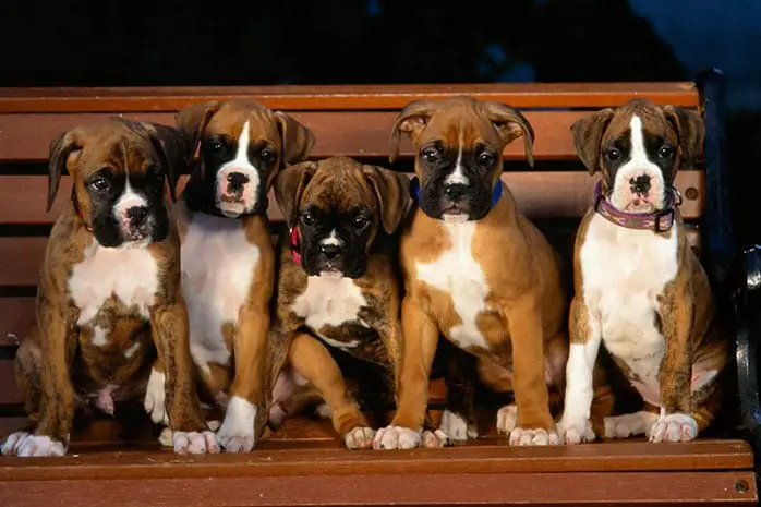 boxer puppies