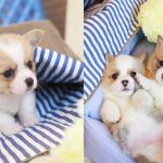 cute-corgi-puppies