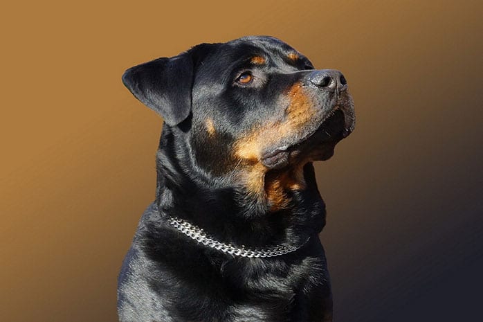 rottweiler black