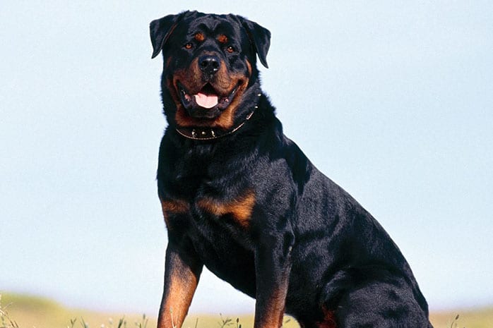 rottweiler Strongest Dog Breeds