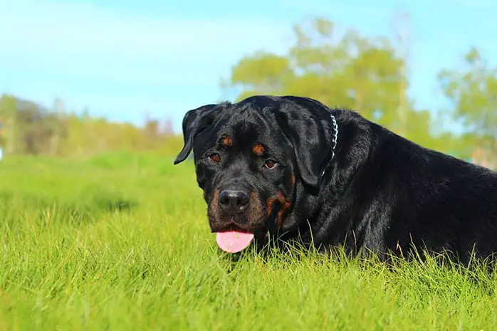 rottweiler aggressive dog breeds