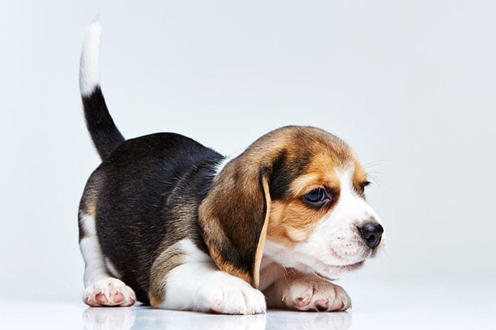 beagle hunting dog breeds