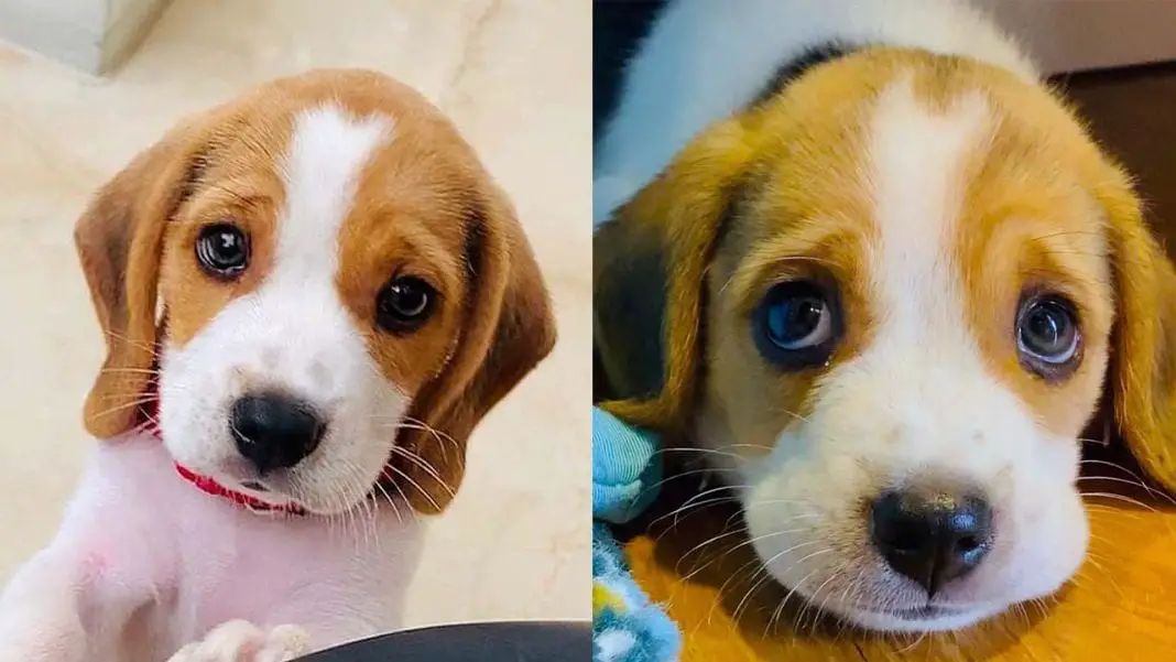 beagle-dog-facts
