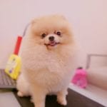 How Much Do Teacup Pomeranians Cost