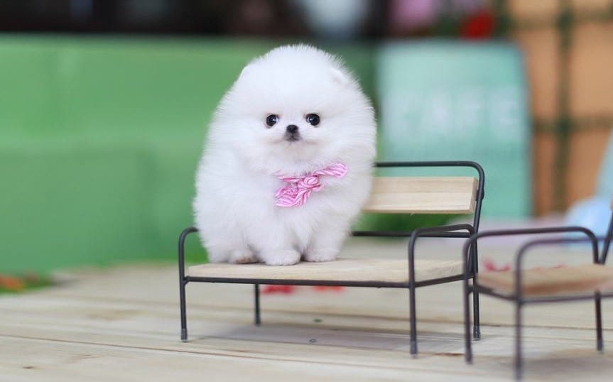 cute teacup pomeranian dog