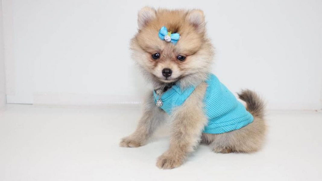 Teacup Pomeranian What S Good And Bad About Em
