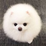 How Much Do Teacup Pomeranians Cost