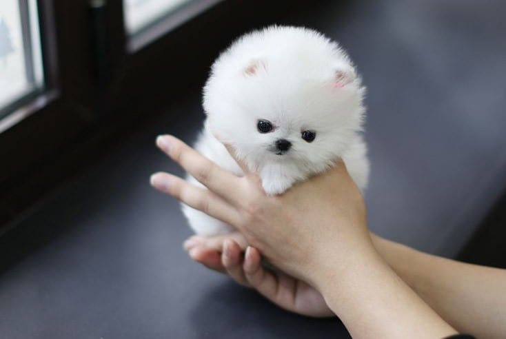 teddy bear pomeranian for adoption