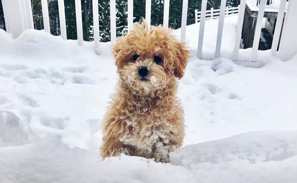 bichon poodle dog on ice