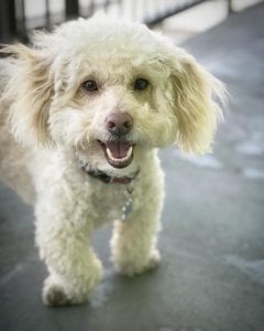 white bichon dog smile