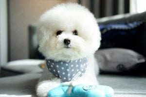 white bichpoo puppy
