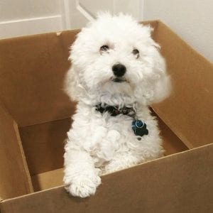 white pooshon puppy in box