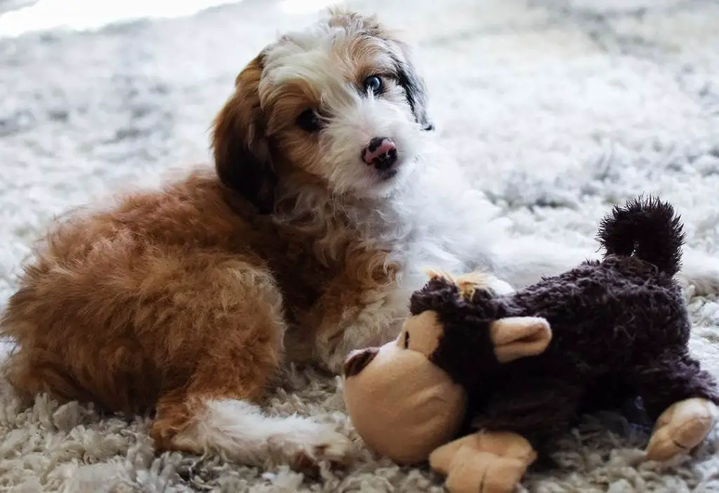 aussie doodle puppy with toy