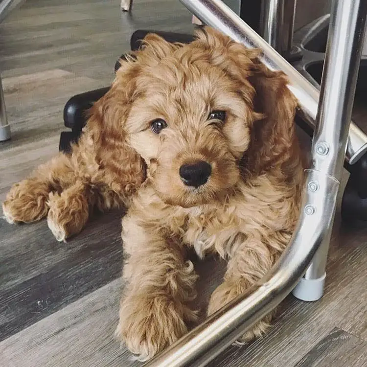 brown aussiedoodle dog