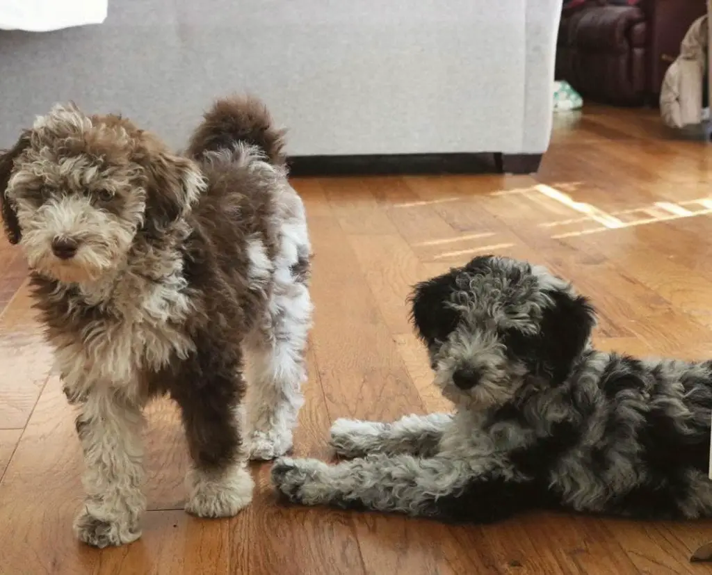 two aussiedoodle dogs