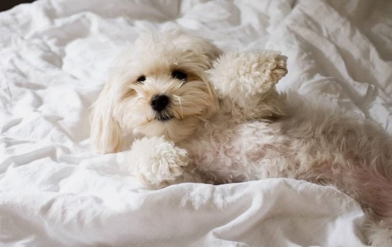 Top 12 Cutest Pomeranian Mix Dog Breeds | Puppies Club