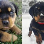 amazing-things-about-rottweiler