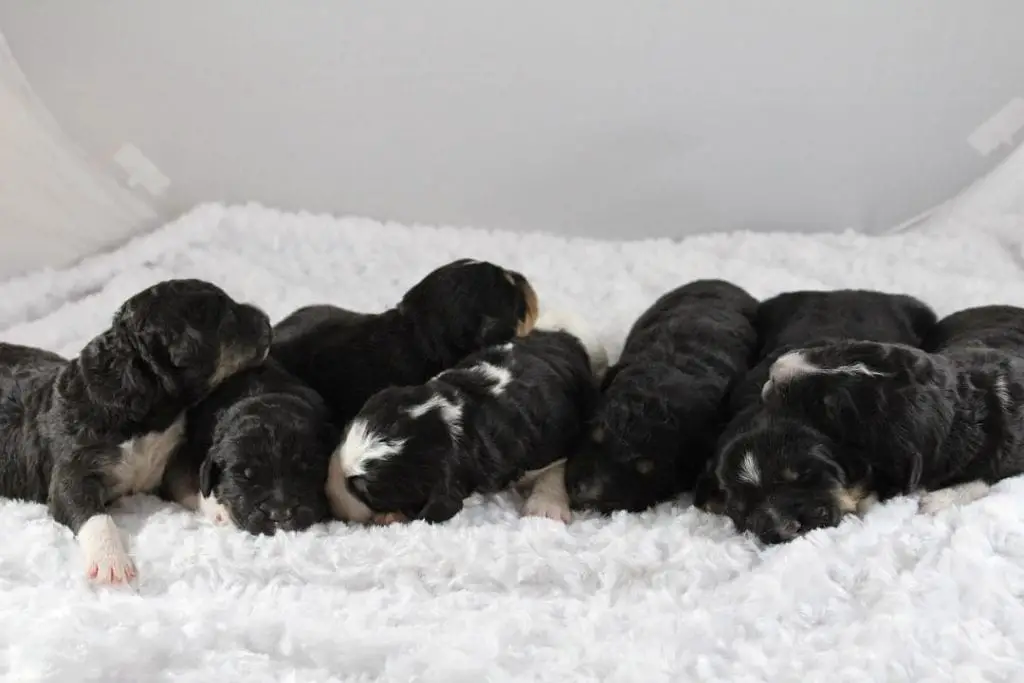 aussiedoodle newborn puppies 
