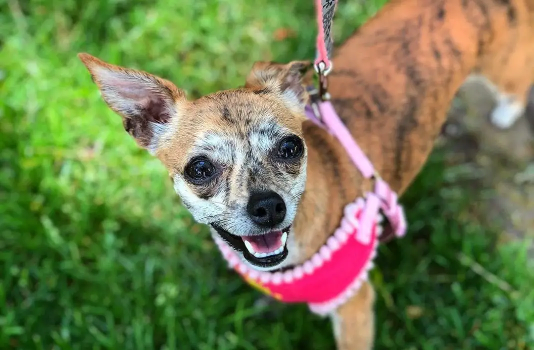 chiweenie-dachshund-chihuahua-mix