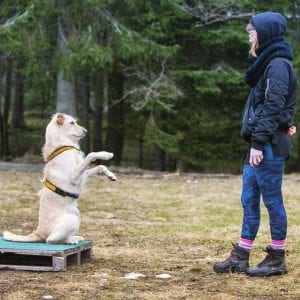 dog obedience training tips tricks