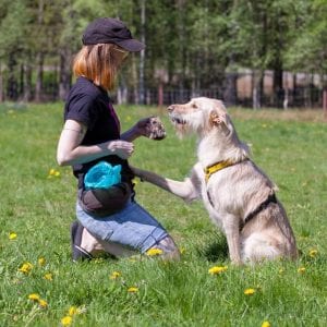 dog obedience training tricks