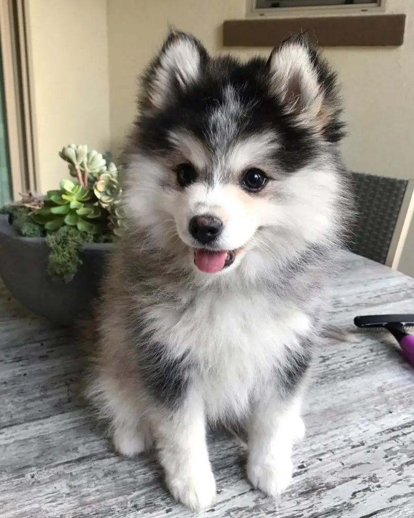 pomeranian husky mix dogs