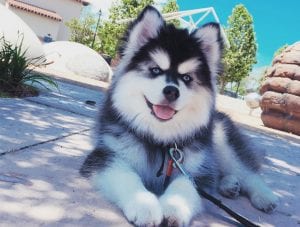 is a pomsky hypoallergenic